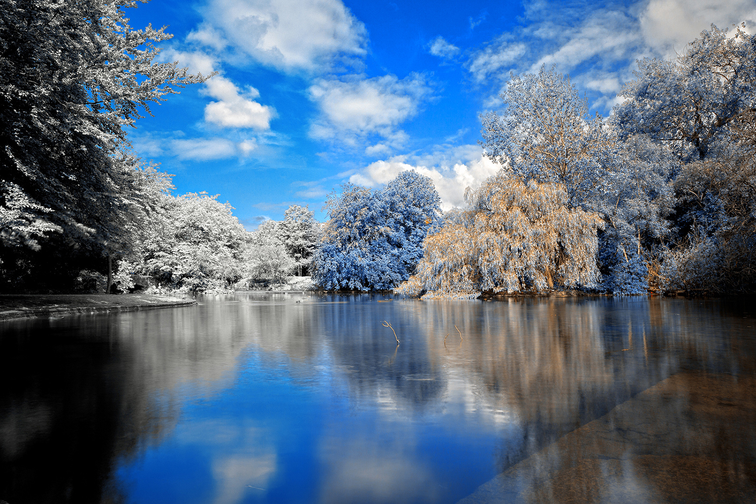 Wintry Lake and Forest